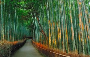 CUNG ĐƯỜNG VÀNG NHẬT BẢN: TOKYO – NÚI PHÚ SĨ – NAGOYA – KYOTO – OSAKA